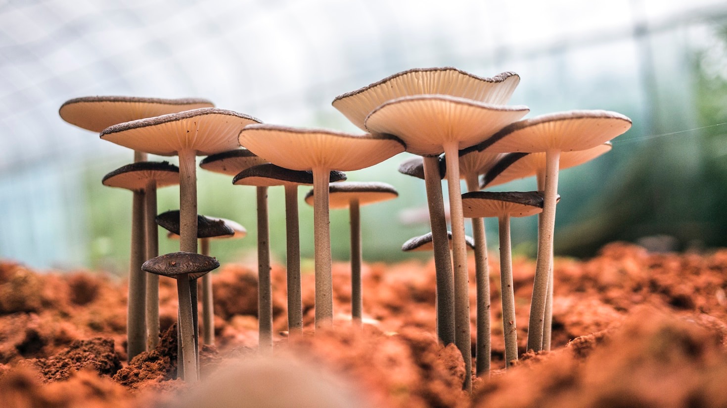How Mycelium Connects Ecosystems and Cultures
