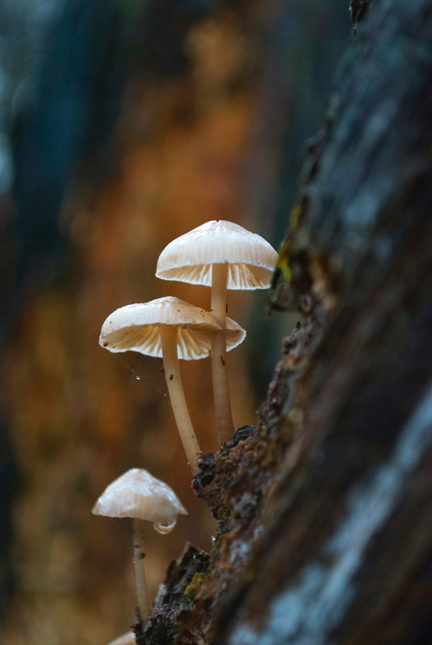 The Importance of Fungi in Environmental Regeneration