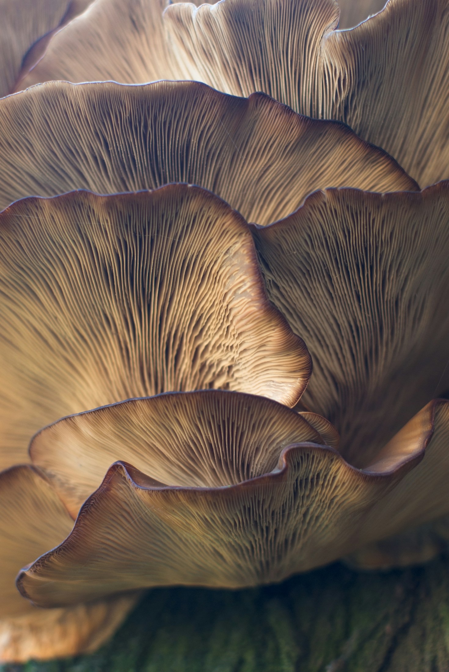 Understanding Ancestral Knowledge Through Fungi