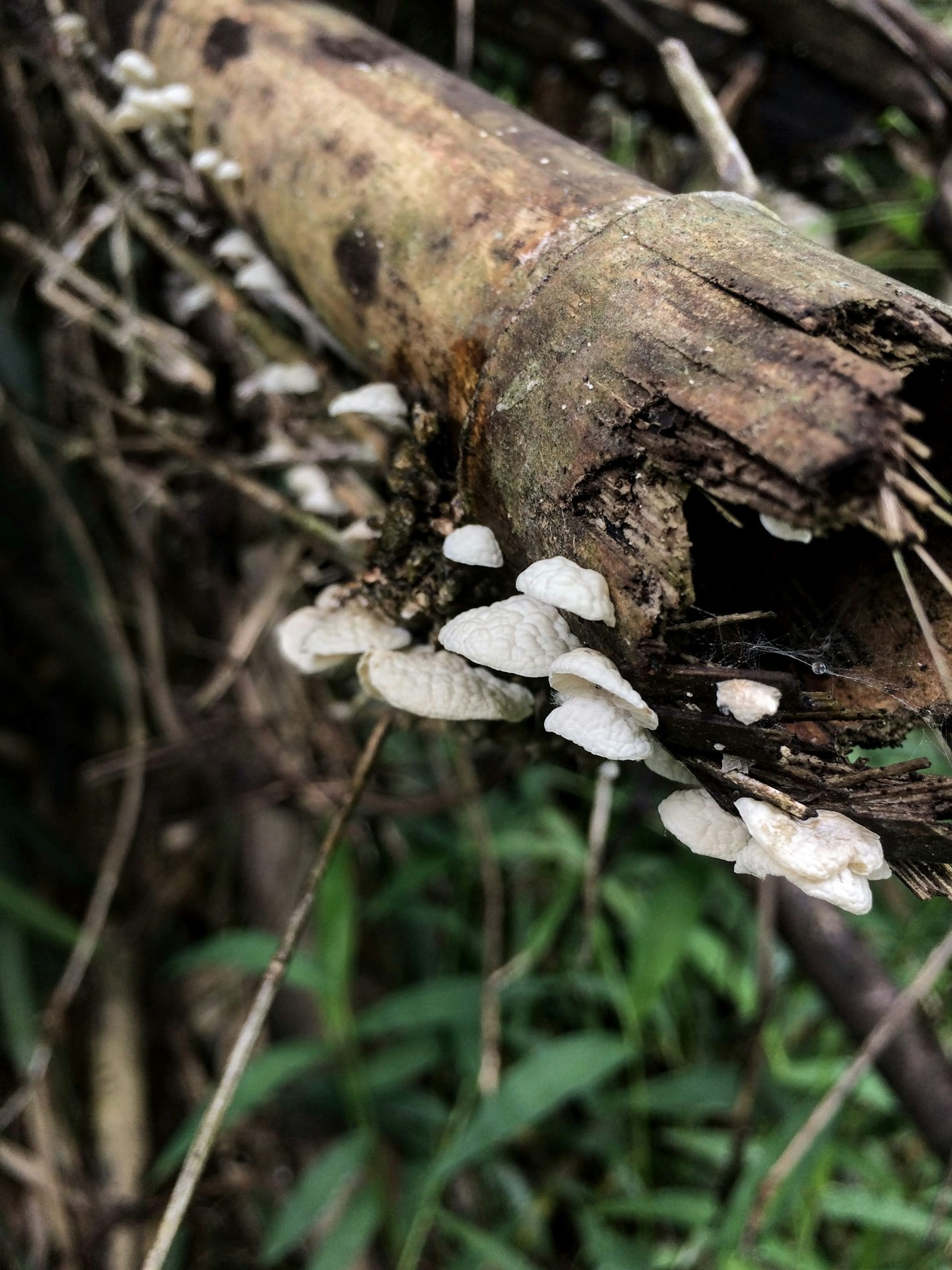 Interdisciplinary Approaches to Mycological Science