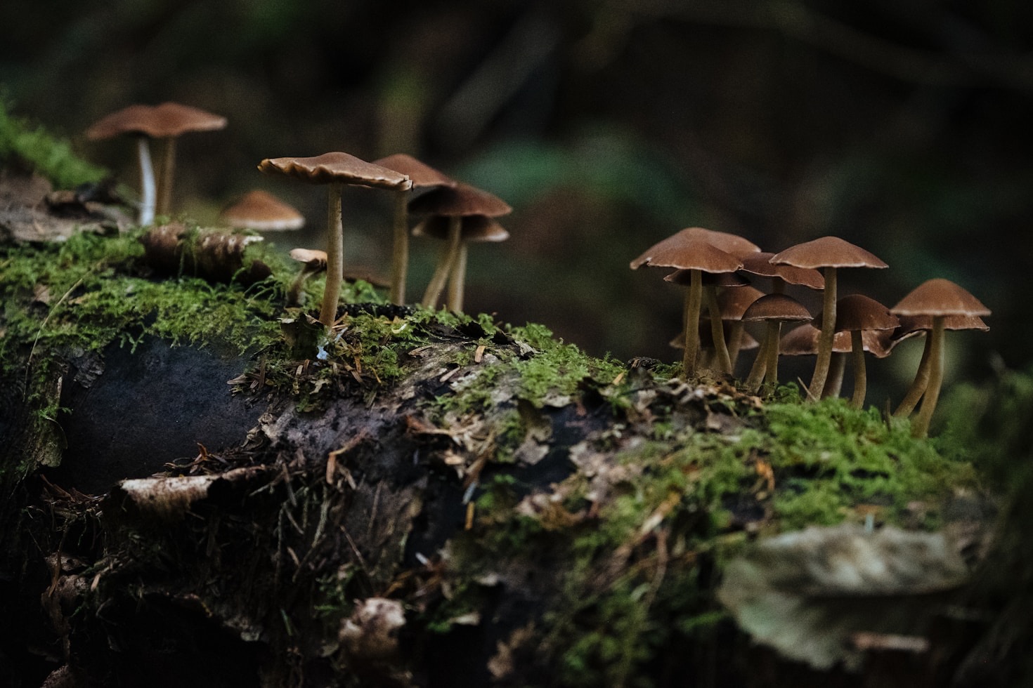 Educational Outreach on the Wonders of Mycelium